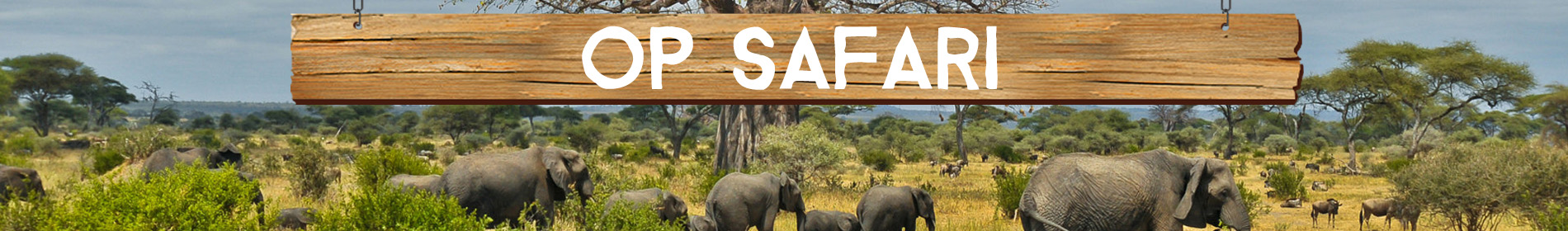Header - Safari